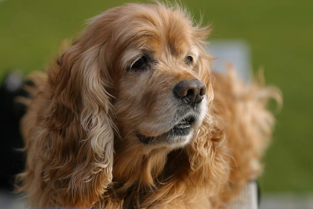 barney_jan03.jpg